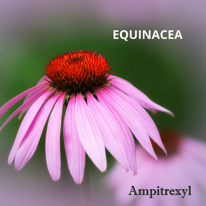 Ampitrexyl, Formula 100% Natural, Helps You Support Your Immune System, Antioxidant, 30 Capsules, 500 mg, Box